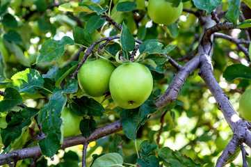 Green apples on the Apple-tree