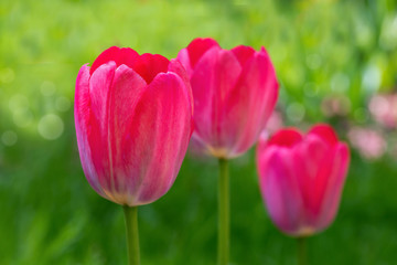 Flowering red tulips