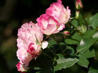 Closeup of rose, Angela