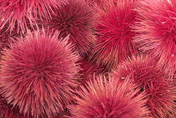 red fluffy seed capsules