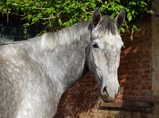 Dapple Gray horse alone in front old brick wall 