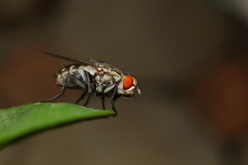  macro shot of a fly sitting on a green leaf.