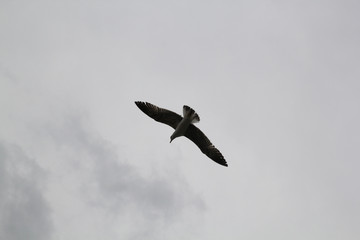 Bird in sky