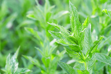 Fresh green mint bushes