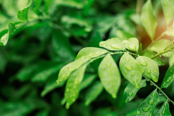 Water drops on leaves in rainy season.