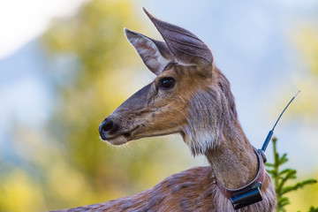 Wild Deer