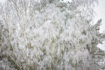 Winter trees with white rime