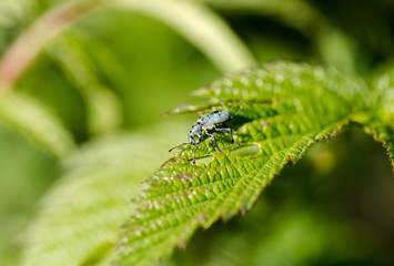 Garden pest, Otiorhynchus, eats green leaf, macro