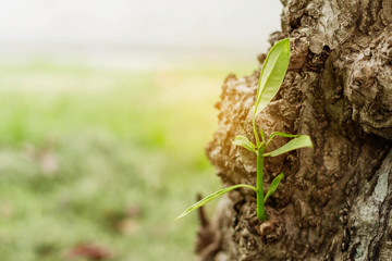 Growing branches with nature.