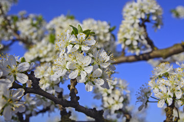  Plums flower