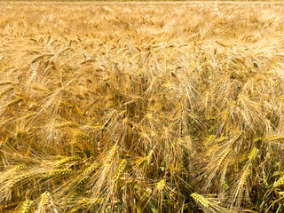 Impressionen aus dem Feld