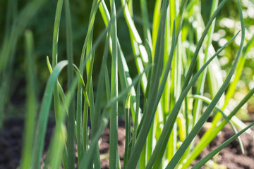 Harvest of fresh green onions on the field. Closeup