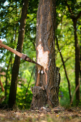 Fototapeta premium Chips fly apart after the lumberjack chopping wood