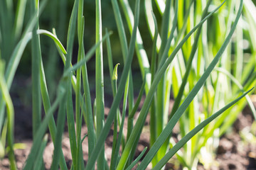 Harvest of fresh green onions on the field. Closeup. Selective focus