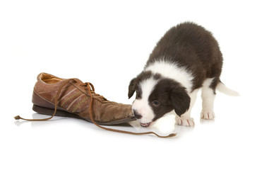 Border collie puppy chewing on a shoe