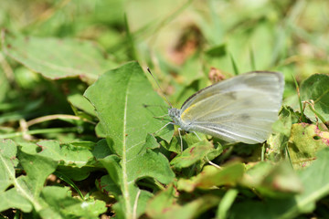 モンシロチョウ