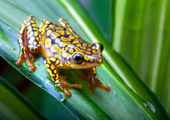 Harlequin poison dart frog