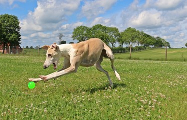 witziger windhund spielt mit ball im garten