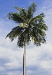 Obraz premium Flower,tree, Ornamental plants ,bloom ,nature ,Coconut,