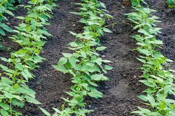 Beans in the garden