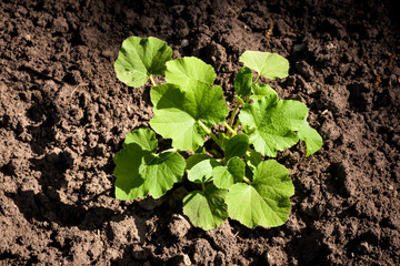 Bush of pumpkin