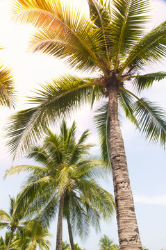 Detail of coconut trees with soft light background or vintage style.
