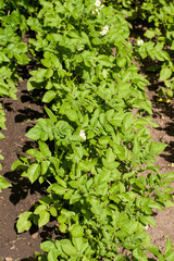 Potato shrubs in the garden