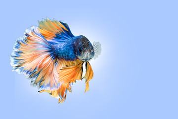 Siamese fighting fish