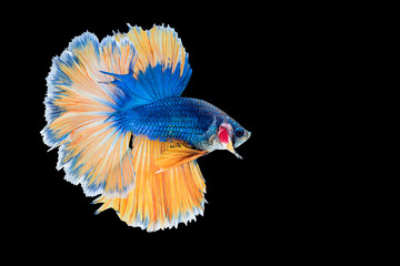 Siamese fighting fish