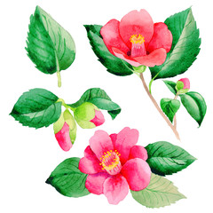 Wildflower Camellia Japanese flower in a watercolor style isolated.