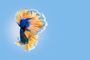 Siamese fighting fish