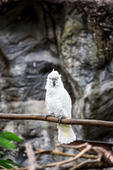 A cockatoo on a tree branch, Cockatoo on a perch