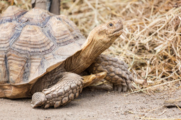 Spur-thighed tortoise in Madagascar
