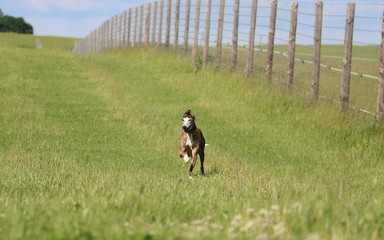 windhund rennt im park
