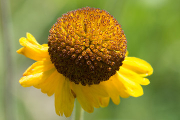 Yellow Daisy Wildflower