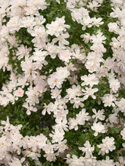 ミニチュアローズ　姫乙女