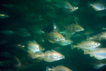 Fototapeta na wymiar large group of swimming fish where one is watching