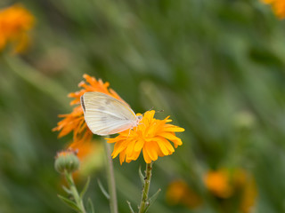 花畑のモンシロチョウ