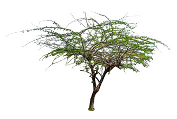 big fresh green tree isolated on white background, conservative or preservative forest concept