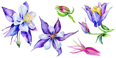 Fototapeta na wymiar Wildflower exotic flower in a watercolor style isolated.