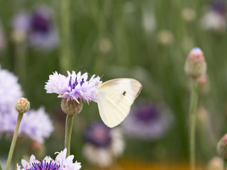 花畑のモンシロチョウ
