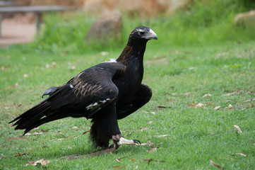 Wedge tailed eagle