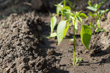 Growing peppers at home spring cultivation nature seedling