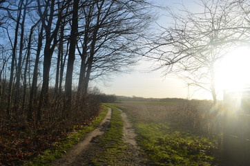 Fototapeta na wymiar small cart track in countryside landscape 