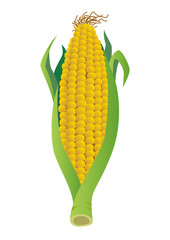 Obraz premium トウモロコシのイラスト