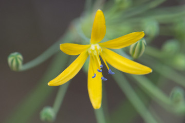 Yellow Flower Blue Pollen