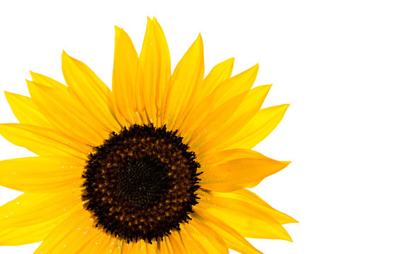 sunflower in front of white background