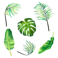 Fototapeta premium Set of botanical vector illustrations of tropical palm leaves in a realistic style. Print, template, design element