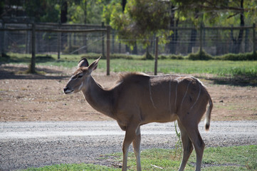 Fototapeta premium Rare deer