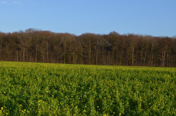 Agricultural field with rape seed